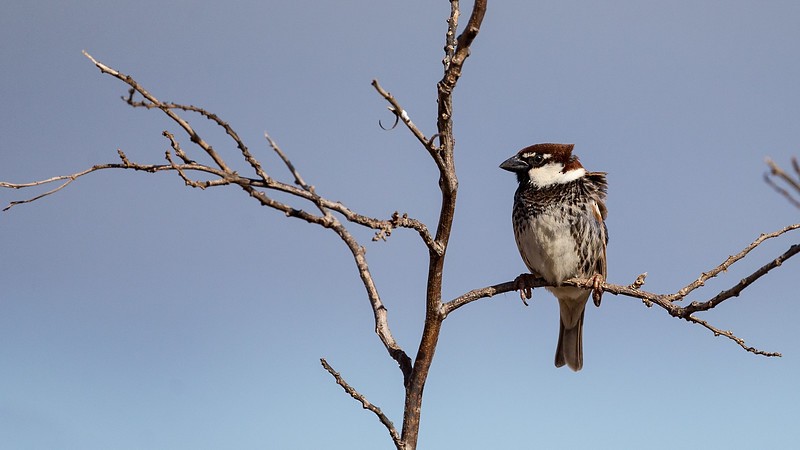 Spanish Sparrow - Robert Tizard