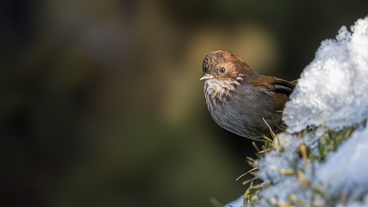 Brown-throated Fulvetta - ML252806691