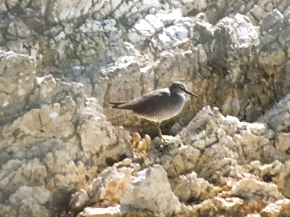 Wandering Tattler - ML252811401