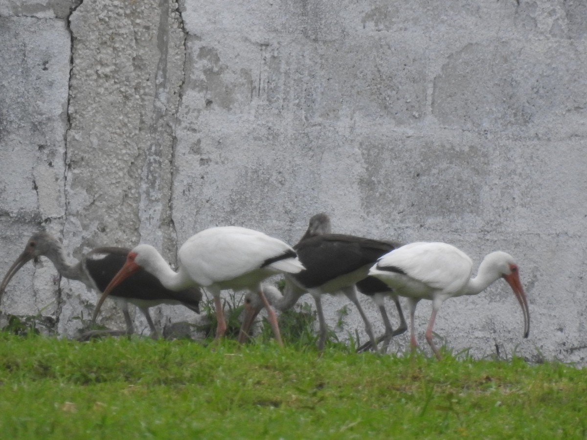 ibis bílý - ML252812761