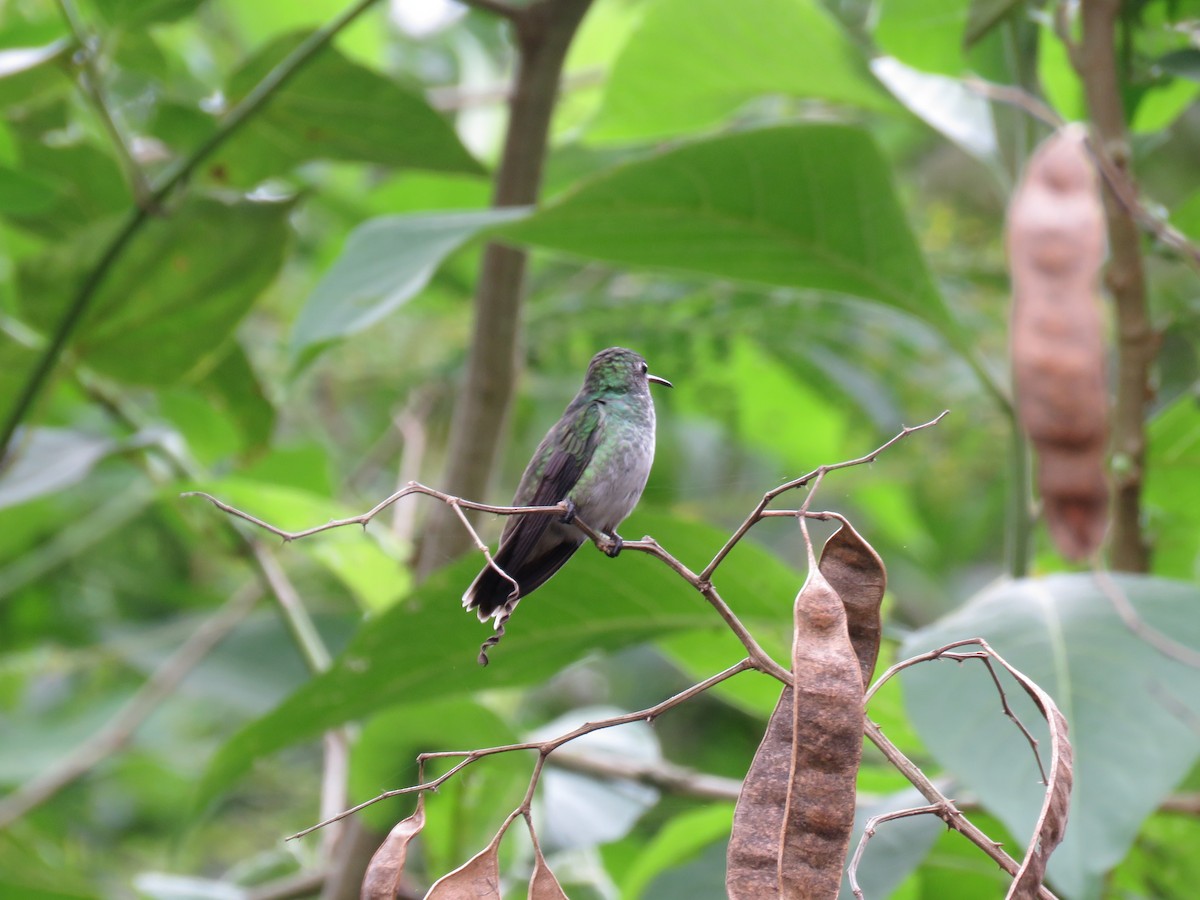 kolibřík pestrý [skupina versicolor] - ML252813861