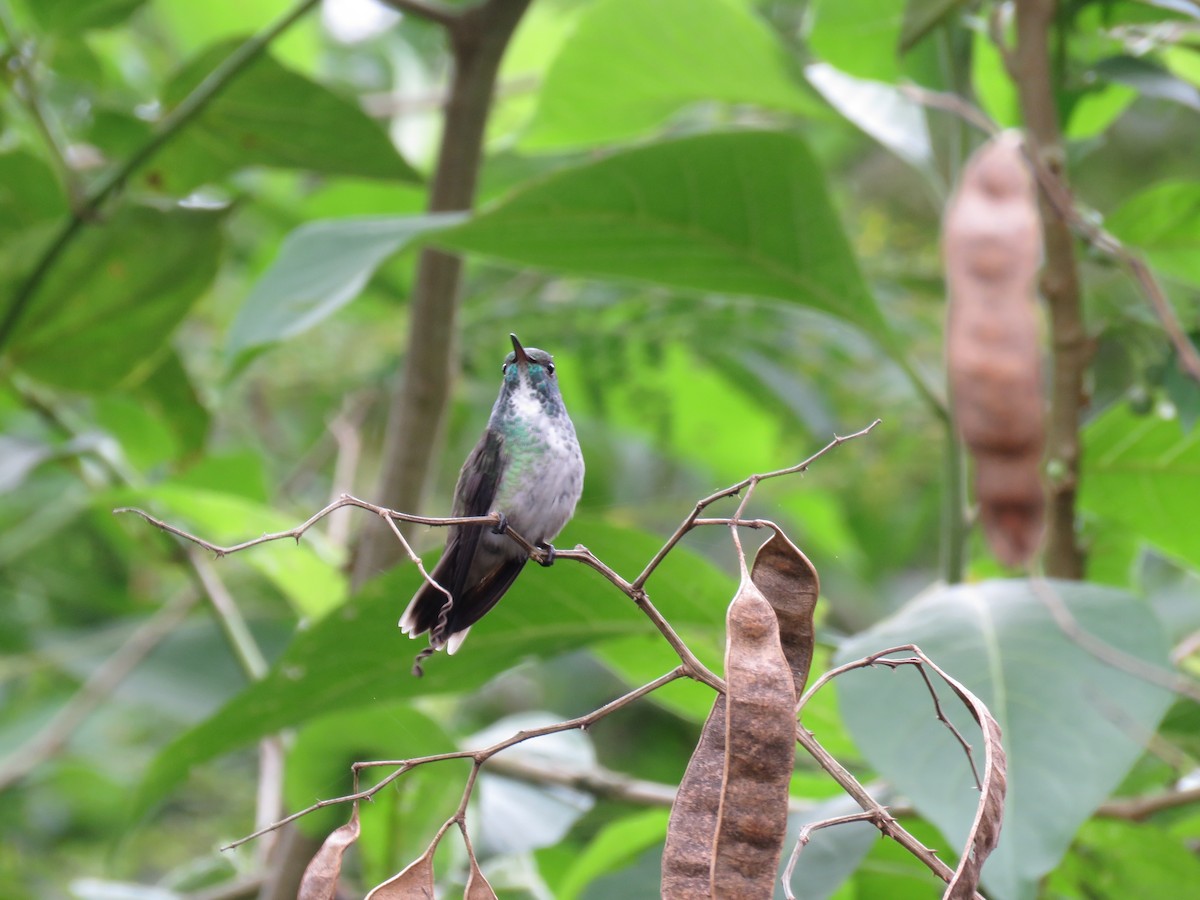 tupikolibri (versicolor gr.) - ML252813901