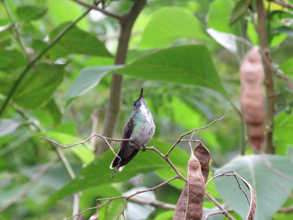 kolibřík pestrý [skupina versicolor] - ML252813951