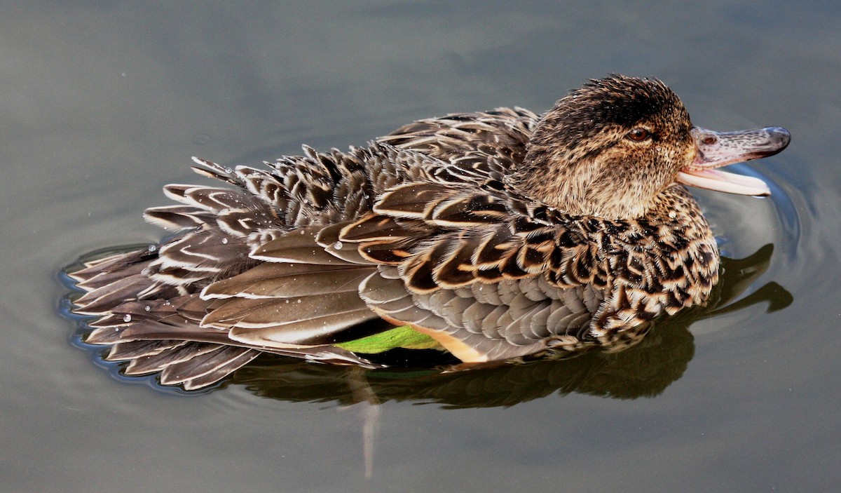 Green-winged Teal - Nels Nelson