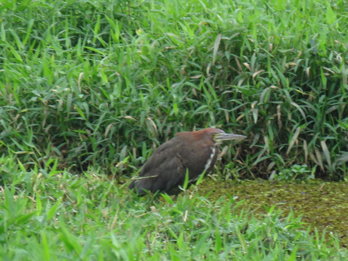 Rufescent Tiger-Heron - ML252814161