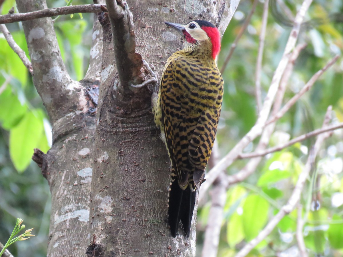 Green-barred Woodpecker - ML252814381