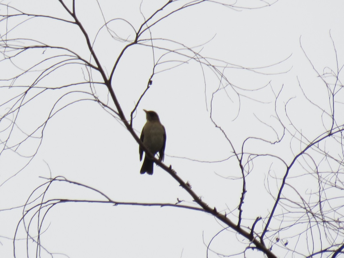 Creamy-bellied Thrush - ML252815361