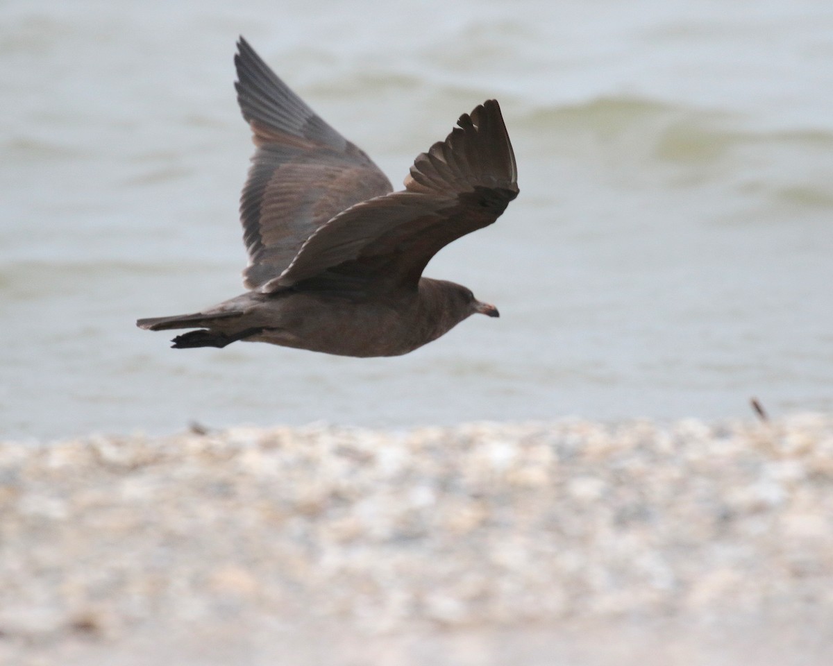 Heermann's Gull - ML252816631