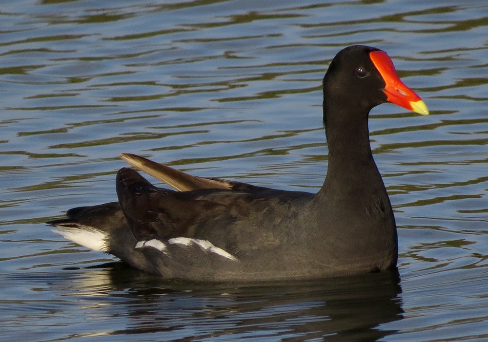 Common Gallinule - Susan Davis