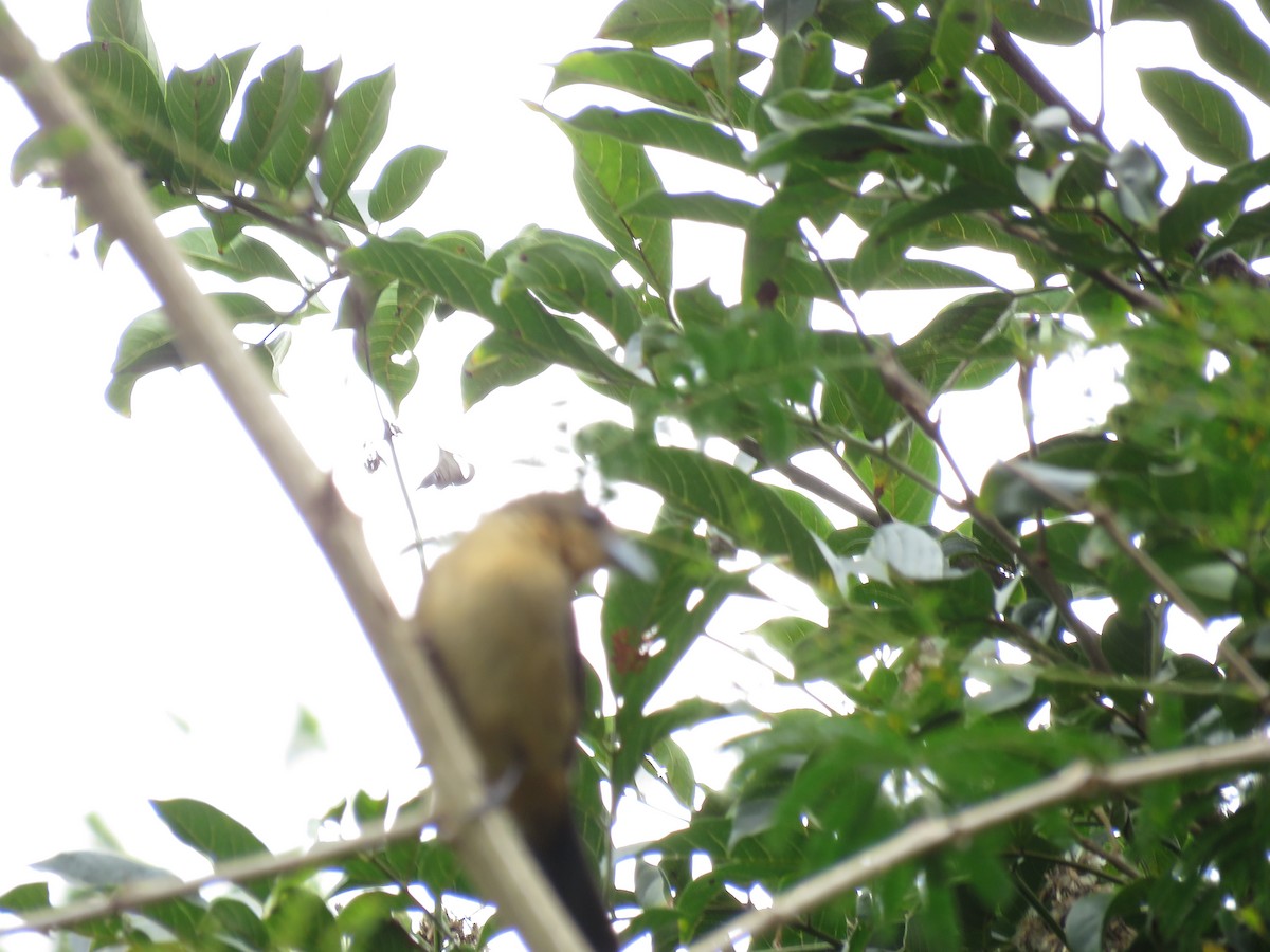 Black-goggled Tanager - ML252817791