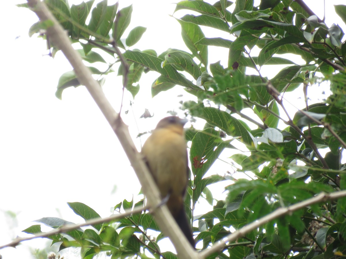 Black-goggled Tanager - ML252817801