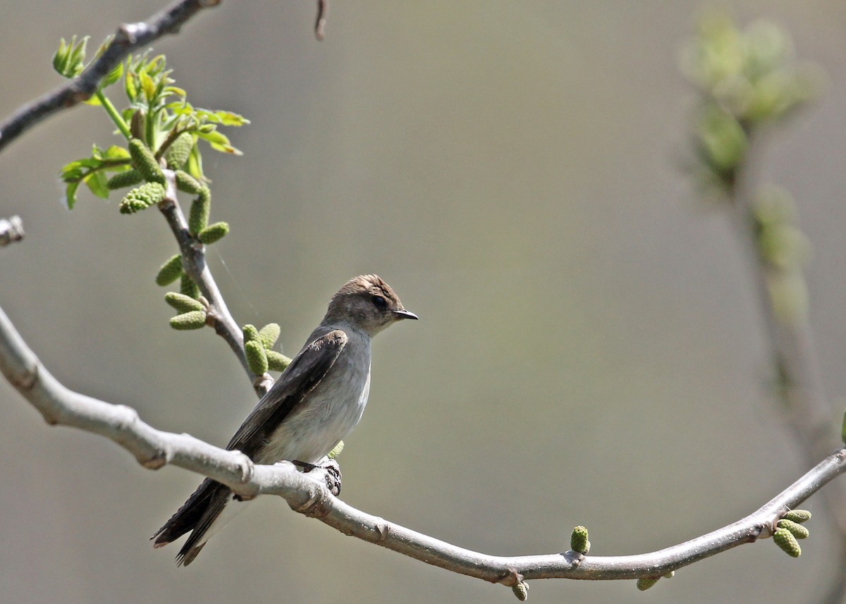 Northern Rough-winged Swallow - ML252817951