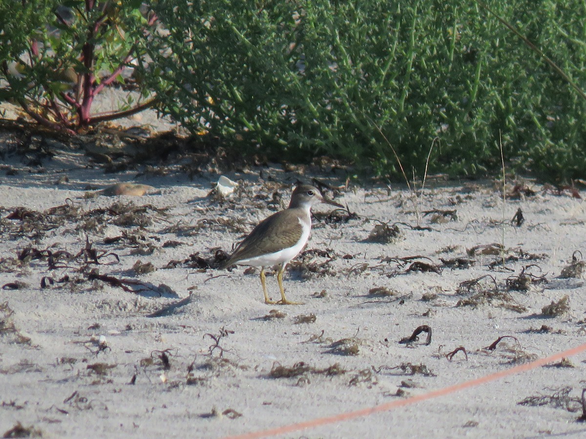 Spotted Sandpiper - Kim Wylie