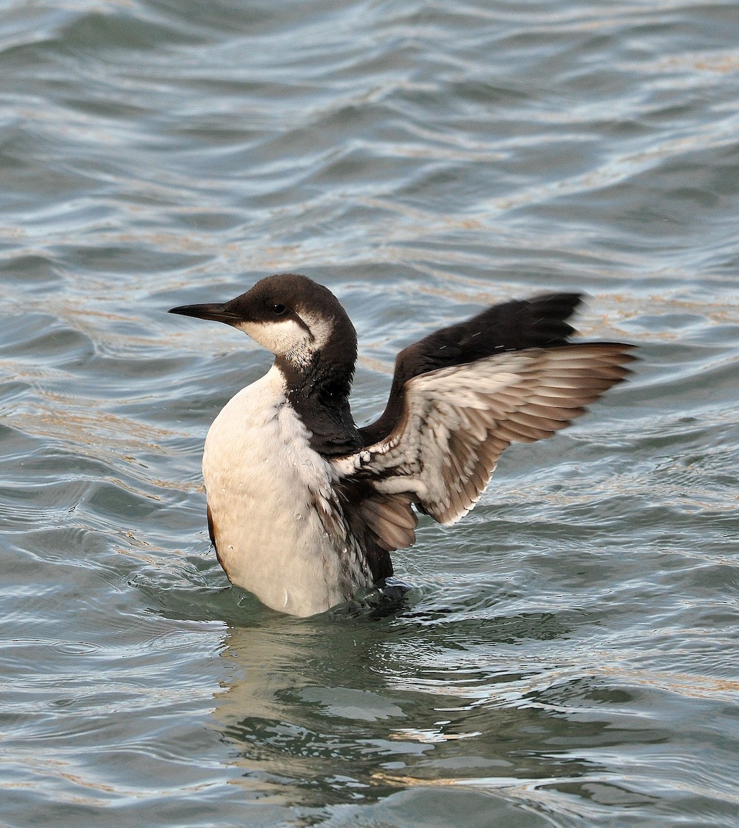 Common Murre - ML252819011