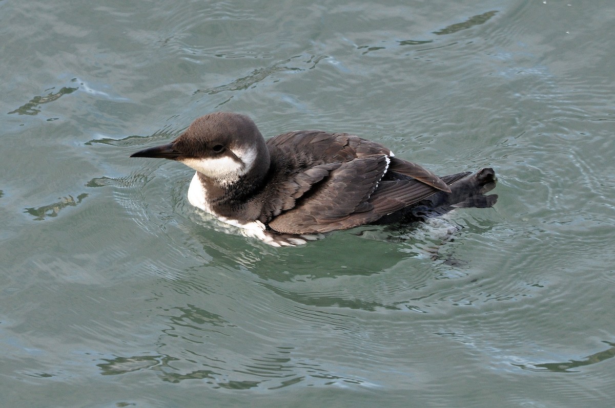 Common Murre - ML252819041