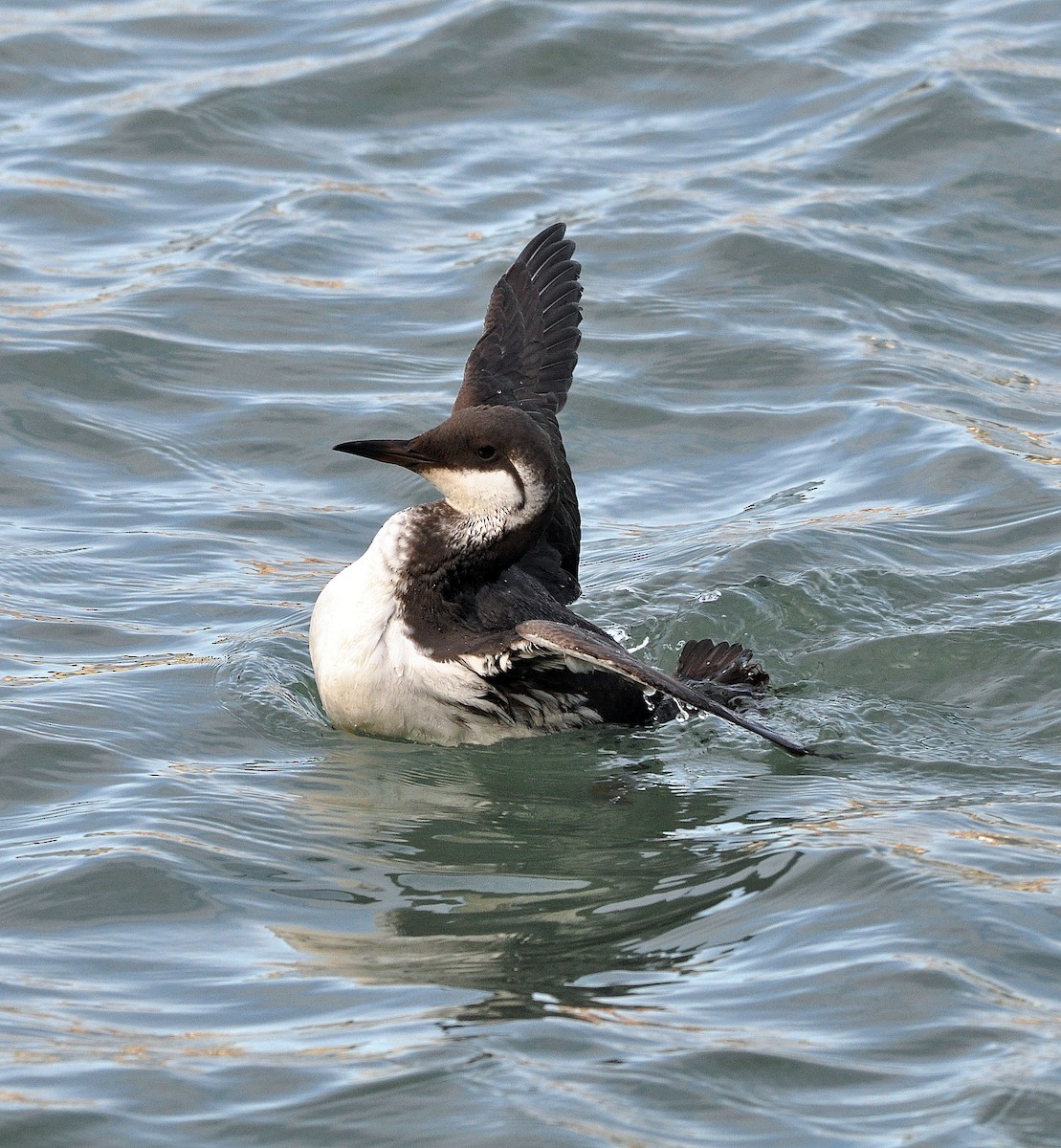 Common Murre - ML252819061