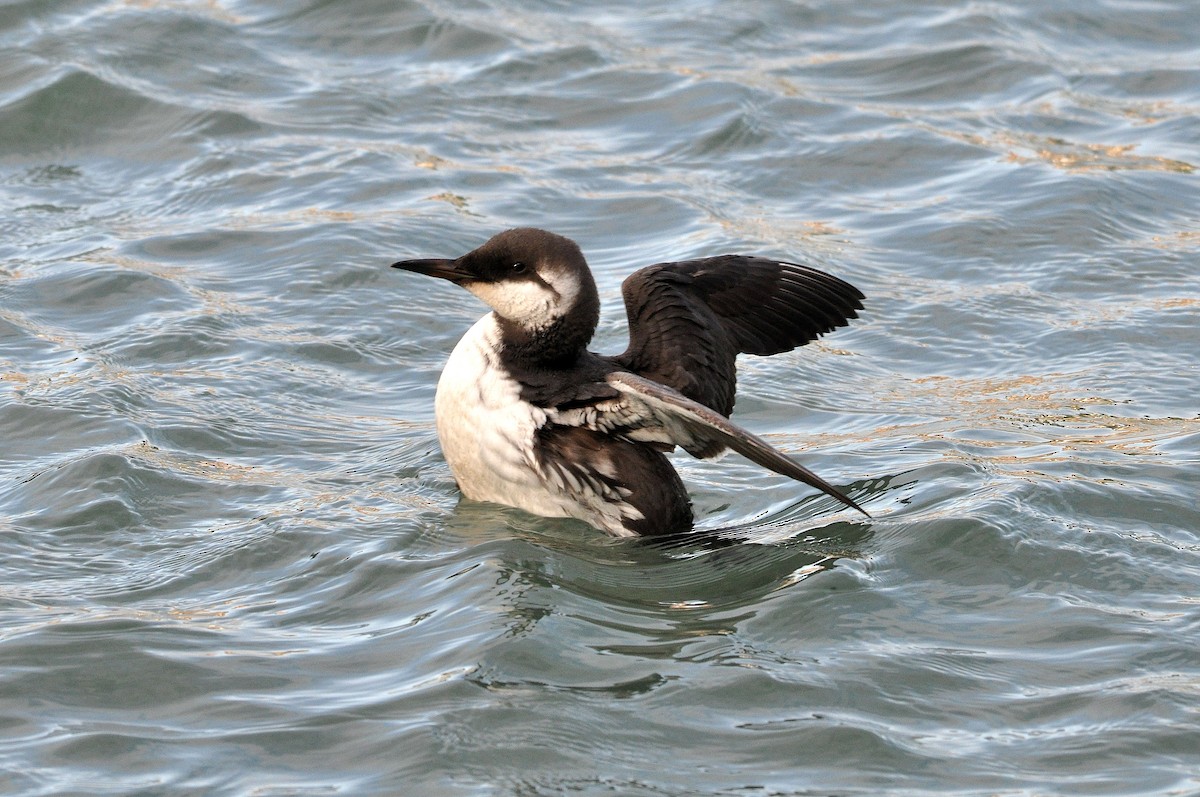 Common Murre - ML252819101