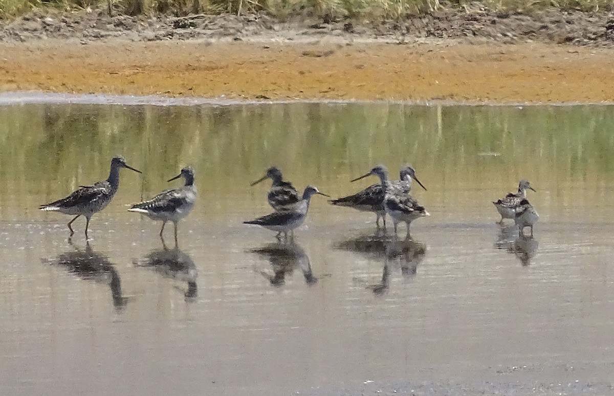 Lesser Yellowlegs - ML252819911