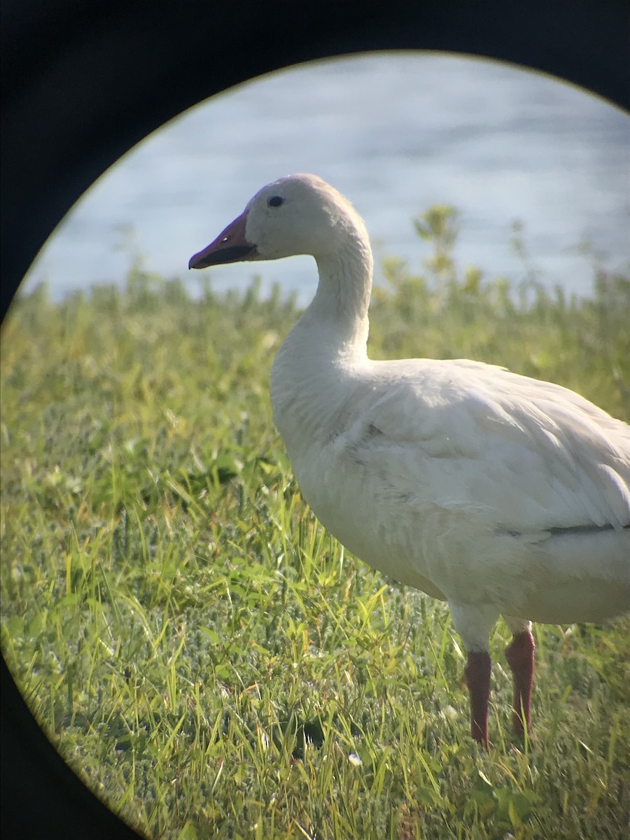 Snow Goose - ML252820061