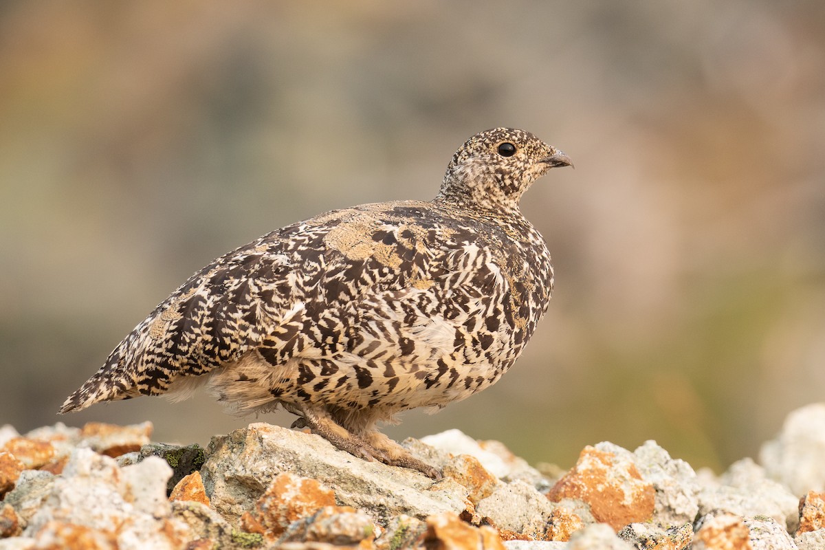 White-tailed Ptarmigan - ML252821251