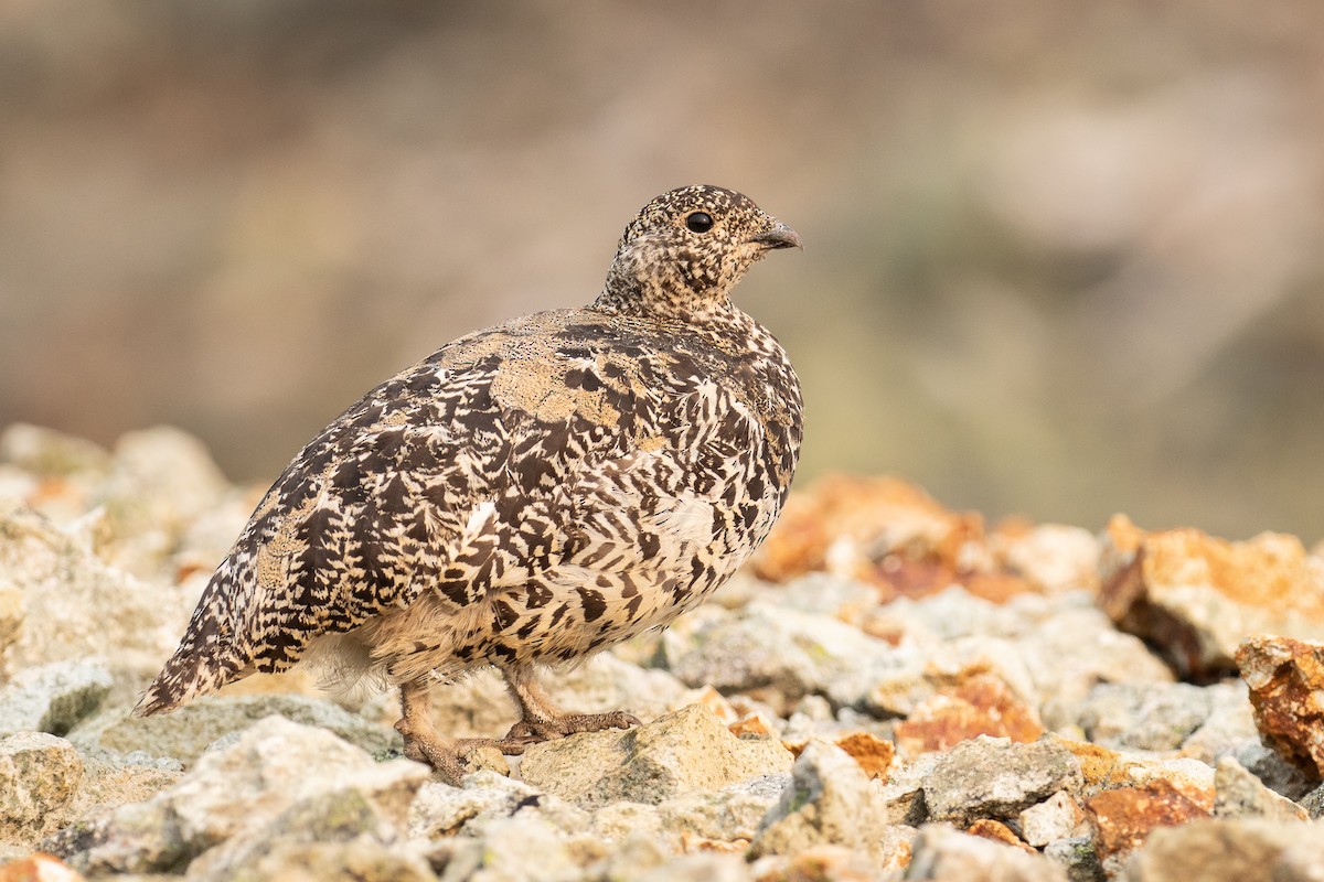 White-tailed Ptarmigan - ML252821301
