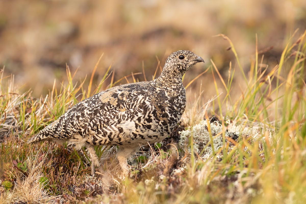 White-tailed Ptarmigan - ML252821311
