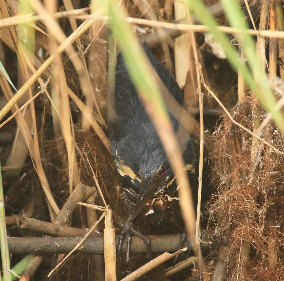 Black Bittern - Nayana Amin