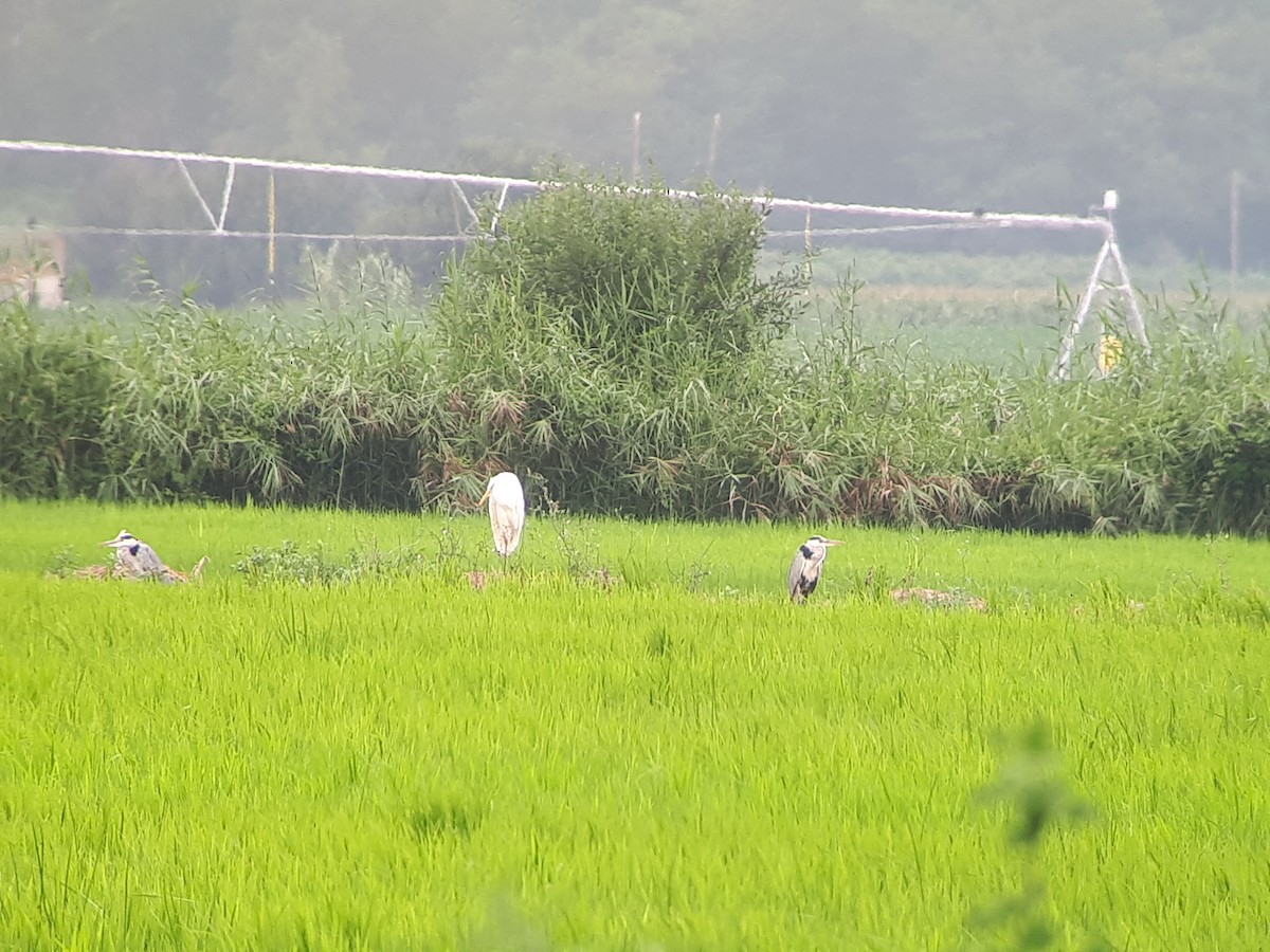 Great Egret - ML252822061