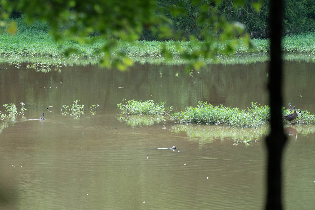 Wood Duck - ML252823591