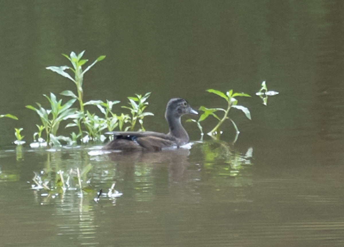 Wood Duck - ML252824621
