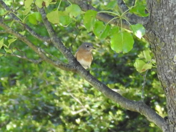 Eastern Bluebird - ML252825411