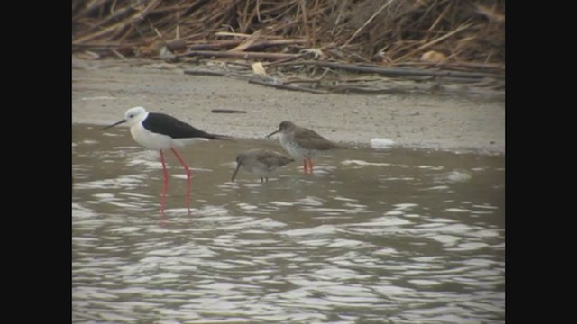 Short-billed Dowitcher - ML252826011