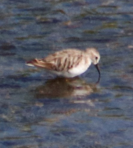 Least Sandpiper - Barry Spolter