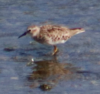 Least Sandpiper - ML252826121