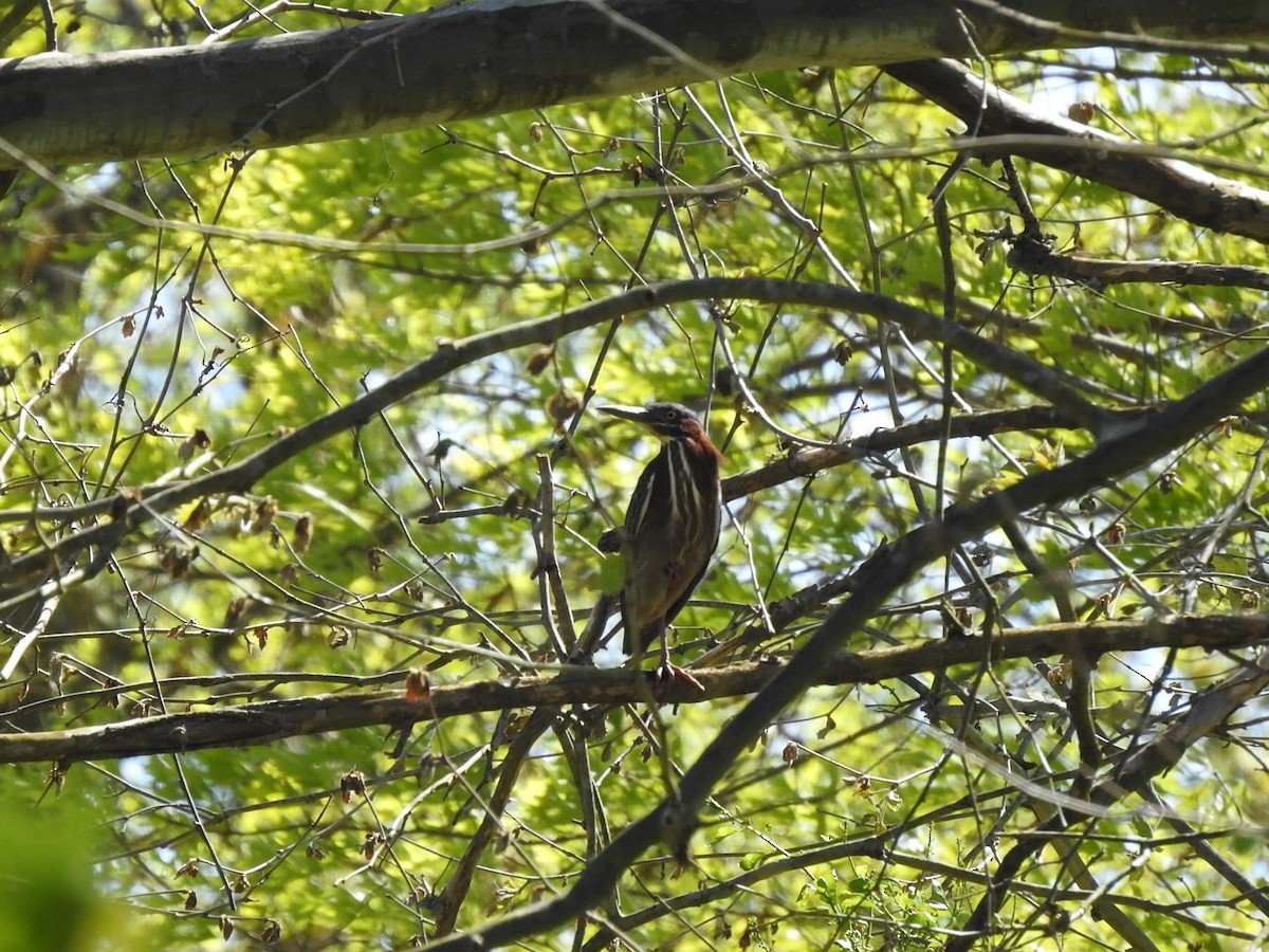 Green Heron - ML252826161