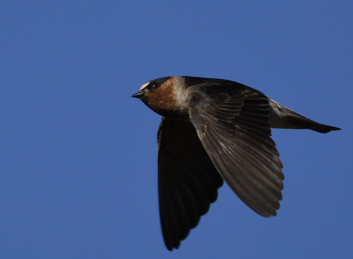 Cliff Swallow - Katie Warner