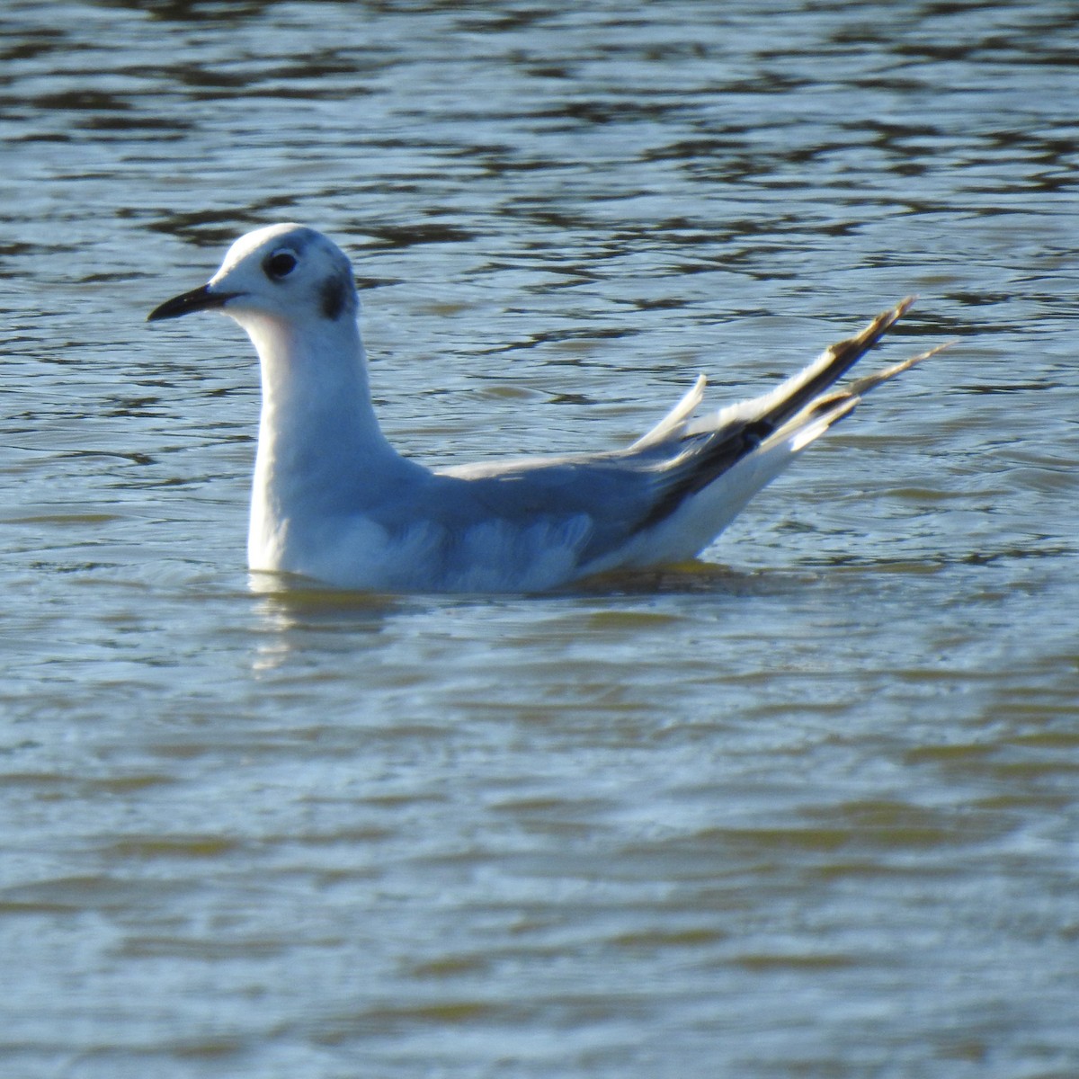 Bonaparte's Gull - mark zdeblick