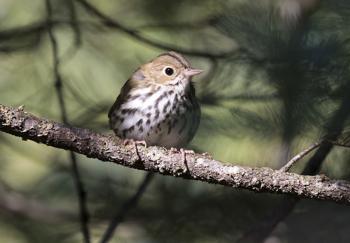 Ovenbird - ML252827481