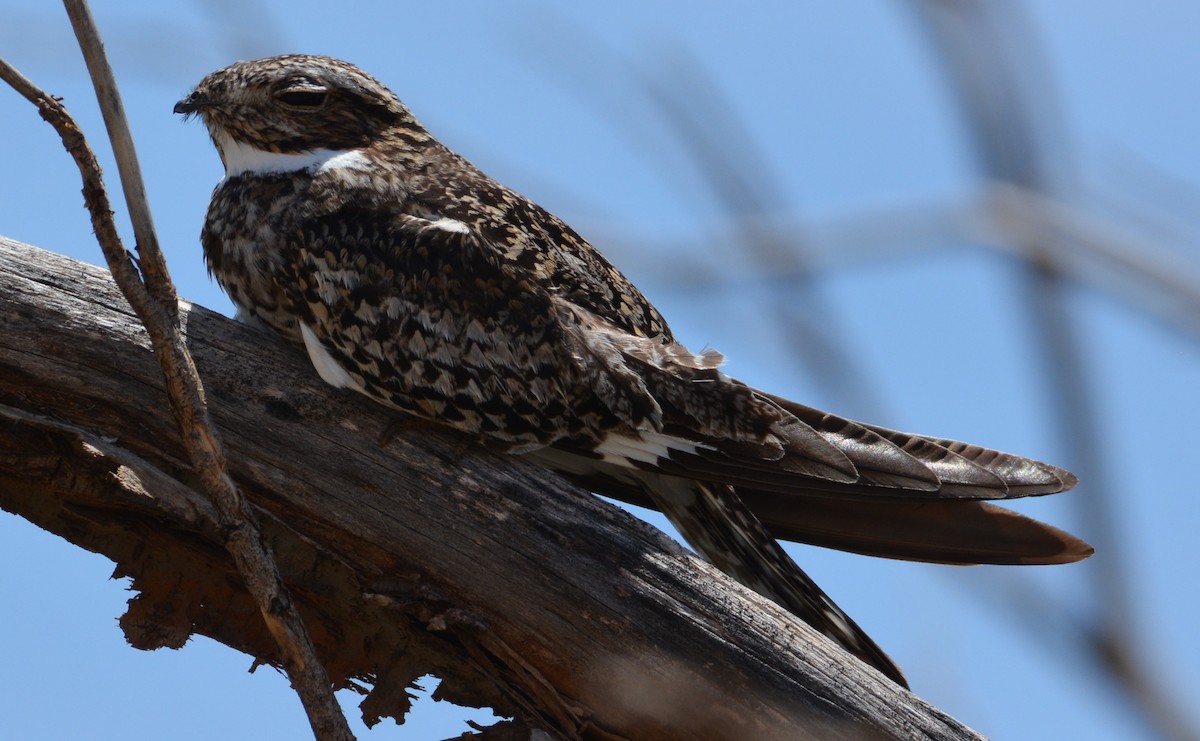 Common Nighthawk - ML252827631