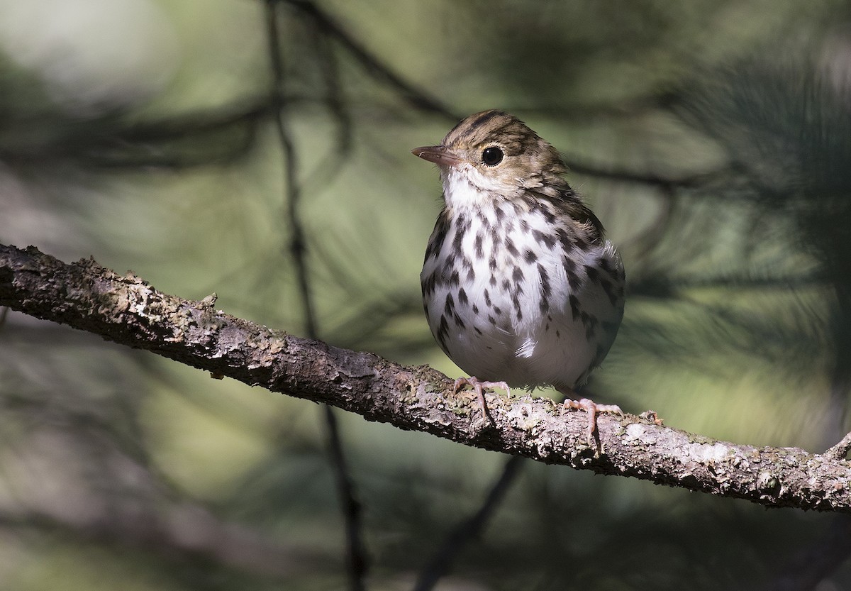 Ovenbird - ML252827671