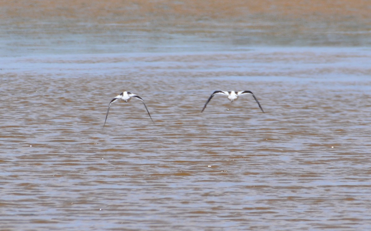 American Avocet - ML252827741