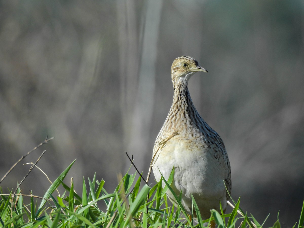 White-bellied Nothura - Diego Espinoza Abuerdene