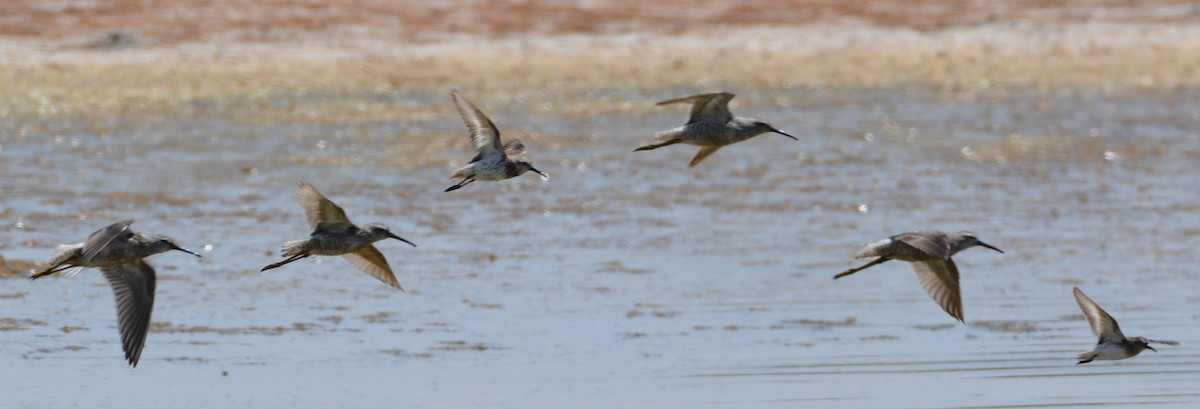 Bindenstrandläufer - ML252828701