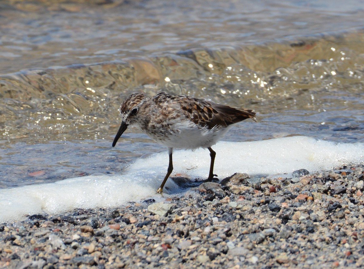 Wiesenstrandläufer - ML252829031