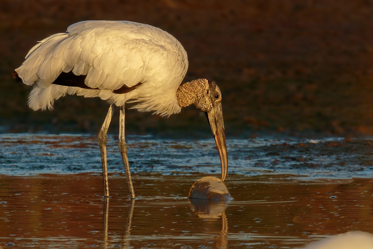 Wood Stork - Bradley Hacker 🦜