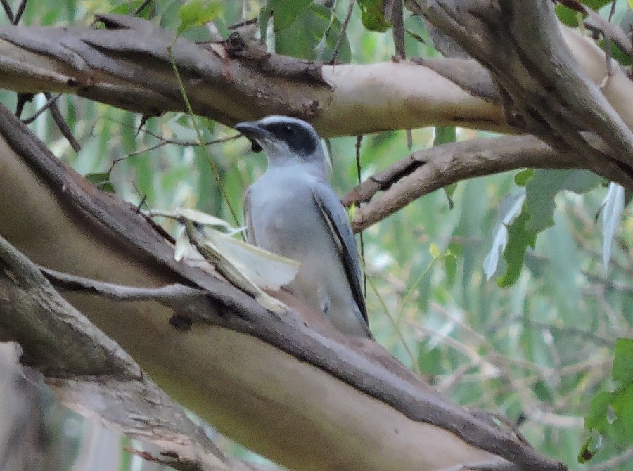 Black-faced Cuckooshrike - ML25283011