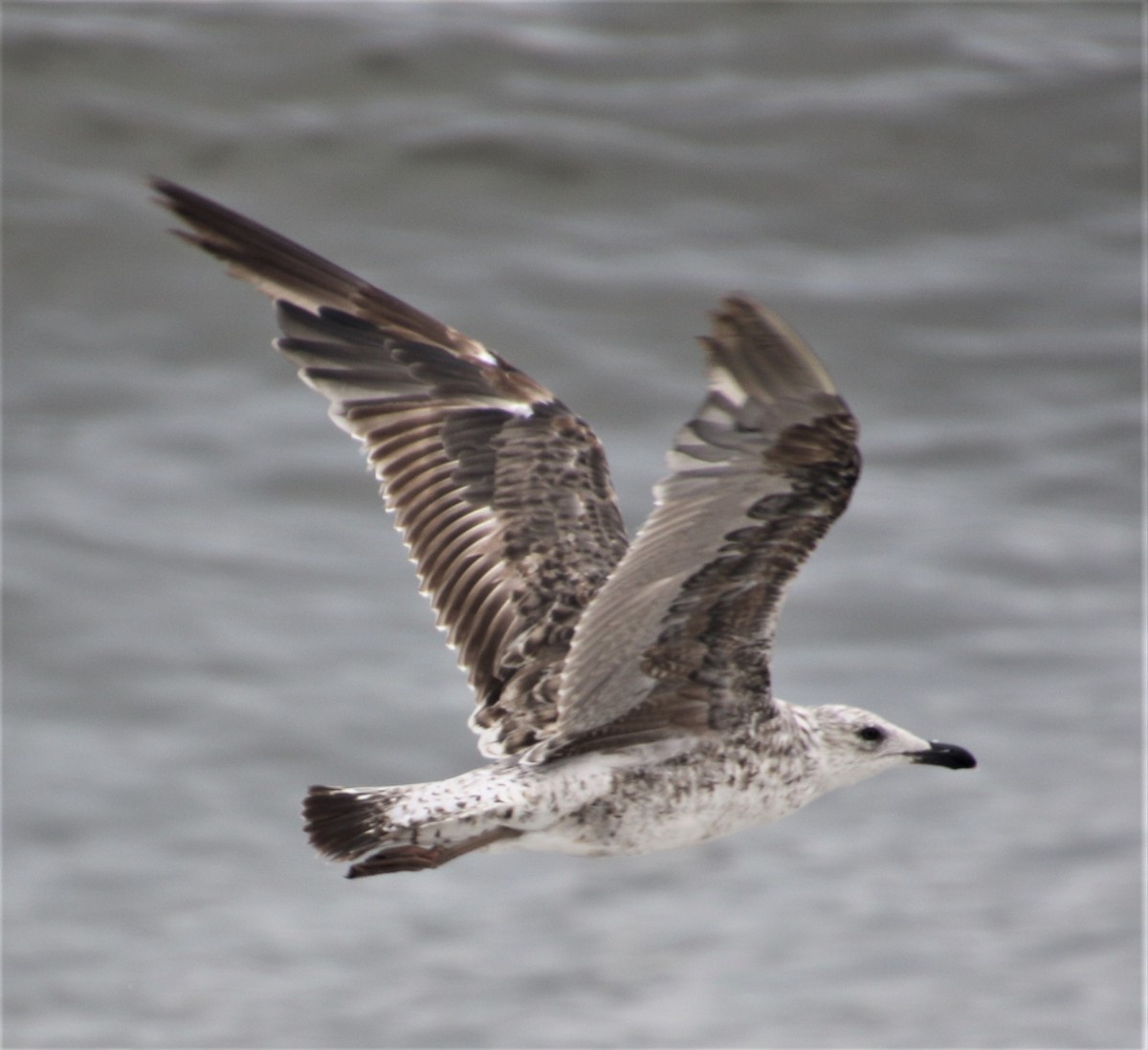 Lesser Black-backed Gull - ML252830431