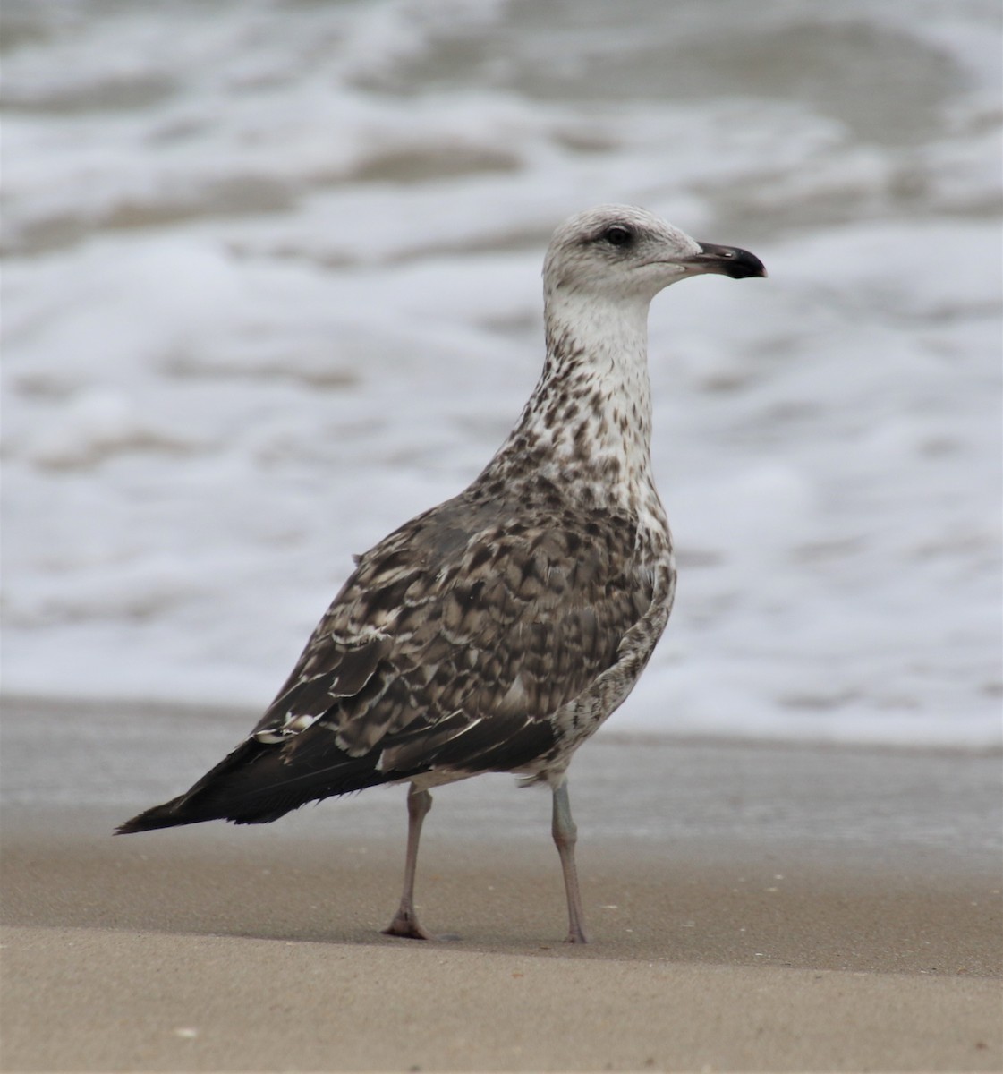 Lesser Black-backed Gull - ML252830441