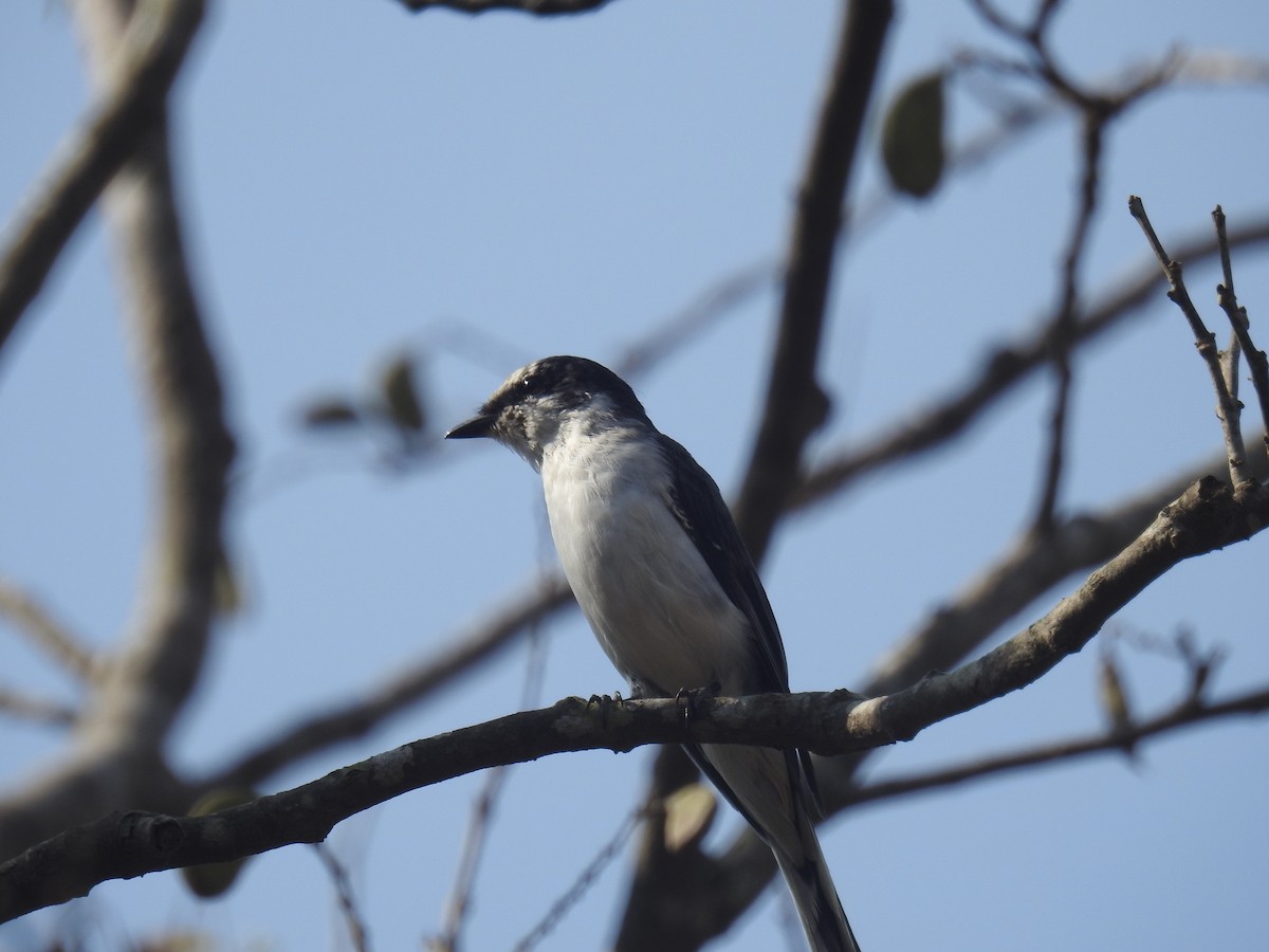 Ashy Minivet - ML25283051