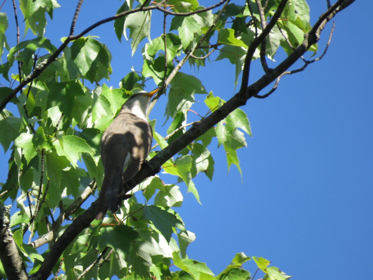 Yellow-billed Cuckoo - ML252830861